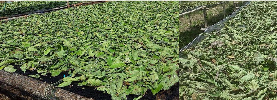 Kratom bladeren (Mitragyna speciosa) die op traditionele wijze natuurlijk worden gedroogd